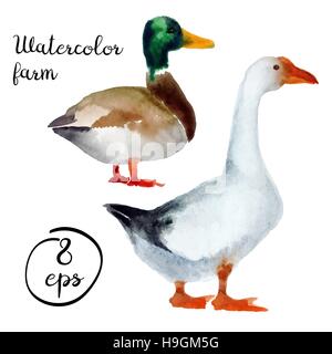 Vector farm poultry watercolor isolated on white background. Vector duck and goose for art, logo, banner, emblem and others Stock Vector