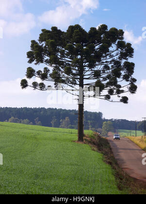 Araucaria tree (Araucaria angustifolia) in rural Tamarana County, State of Parana, Brazil. Stock Photo