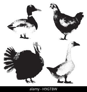 Set of realistic farm birds hand-drawn with pen black and white Stock Vector