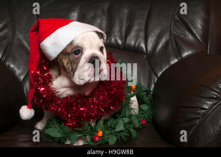 Young english bulldog wearing santa hat,sitting on on black leather sofa Stock Photo