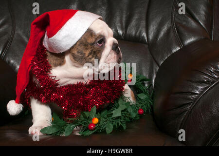 Young english bulldog wearing santa hat,sitting on on black leather sofa Stock Photo