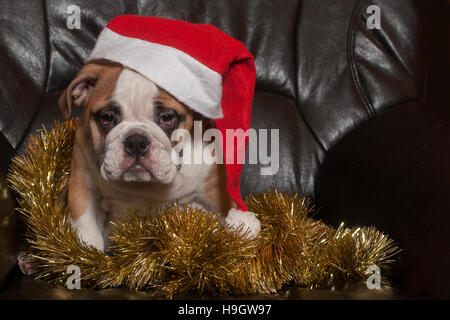 Young english bulldog wearing santa hat,sitting on on black leather sofa Stock Photo