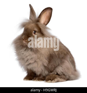 A cute sitting chocolate colored lionhead bunny rabbit Stock Photo
