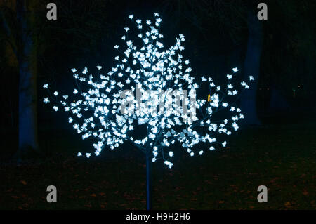 London, UK. 22nd Nov, 2016. An illuminated tree at Christmas at Kew, London. More than 60,000 lights light up the trees, plants and gardens. The trail is more than a mile long and includes artworks from both UK and international artists and designers. The show opens 23rd November 2016 and closes 2nd January 2017. Credit:  Tricia de Courcy Ling/Alamy Live News Stock Photo