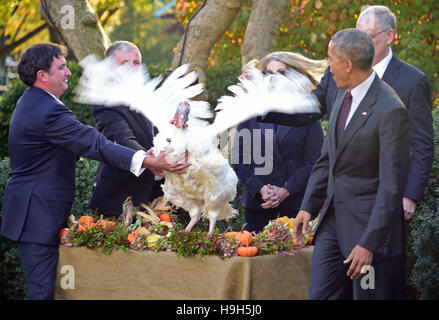 Washington DC, USA. 23rd November, 2016. United States President Barack Obama looks at Tater, the 2016 National Thanksgiving Turkey during a ceremony in the Rose Garden of the White House in Washington, DC. This is the 69th anniversary of this honored tradition began in 1947 by President Harry S Truman. Once pardoned the birds will be sent to their new home at Virginia Tech's Animal and Poultry Sciences Department at “Gobbler's Rest” in Blacksburg, Virginia where they will be cared for by students and veterinarians. Credit:  MediaPunch Inc/Alamy Live News Stock Photo