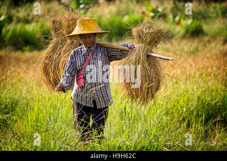 Nakhon Nayok, Thailand. 23rd Nov, 2016. Rice prices are at a 13 month low, creating hardships for Thailand's rice farmers as a woman hand harvests rice in rural Nakhon Nayok, Thailand. Credit:  Lee Craker/Alamy Live News Stock Photo