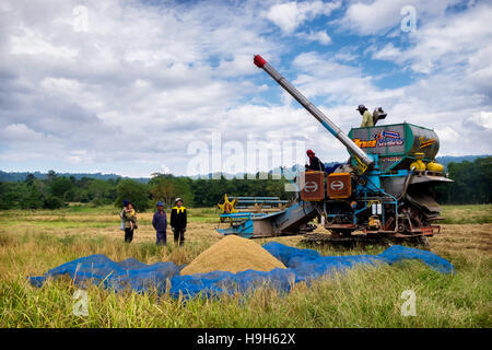 Nakhon Nayok, Thailand. 23rd Nov, 2016. Rice prices are at a 13 month low, creating hardships for Thailand's rice farmers as the harvest is underway in rural Thailand. Credit:  Lee Craker/Alamy Live News Stock Photo