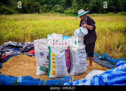Nakhon Nayok, Thailand. 23rd Nov, 2016. Rice prices are at a 13 month low, creating hardships for Thailand's rice farmers as a woman farmer bags rice rural Thailand. Credit:  Lee Craker/Alamy Live News Stock Photo