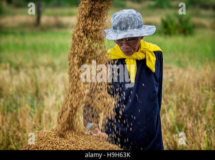 Nakhon Nayok, Thailand. 23rd Nov, 2016. A supervisor inspects the newly harvested rice as it is downloaded from the harvester in Nakhon Nayok, Thailand, Nov 23, 2016. Credit:  Lee Craker/Alamy Live News Stock Photo