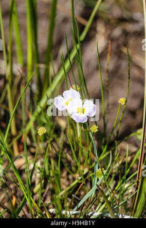 Lesser Water plantain Baldellia ranunculoides growing on Anglesey North Wales Stock Photo