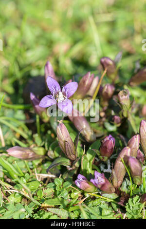 Close up of the wild flower Field gentian Gentianella campestris Stock Photo