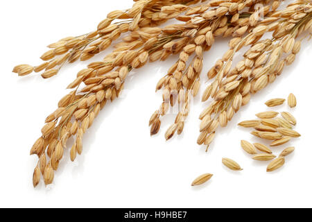 Paddy Rice stalks. Isolated on a white background Stock Photo