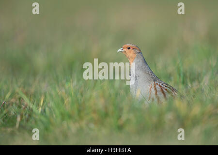 Grey Partridge / Rebhuhn ( Perdix perdix ), male adult, sitting in high grass, watching attentively, looks curious, endangered species. Stock Photo