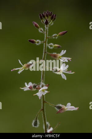 Enchanter's Nightshade, Circaea lutetiana in flower. Dorset. Stock Photo