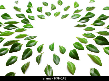 frame from green leaves on a white background, top view, flat Stock Photo