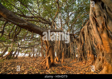 Tree of Life, Amazing Banyan Tree in morning sunlight Stock Photo