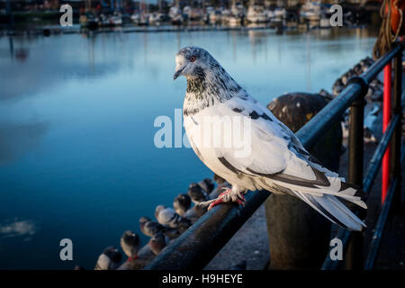 Black and white pigeon Stock Photo