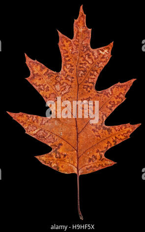 Fallen autumn leaf of oak, isolated on black background Stock Photo