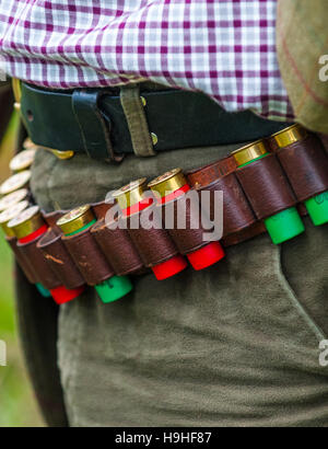 A leather cartridge belt with 12 bore cartridges worn by a man shooting Stock Photo