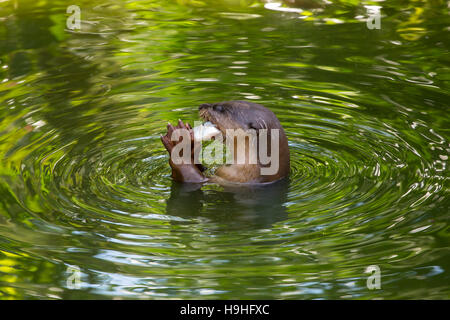 Otter eating fish in the water Stock Photo