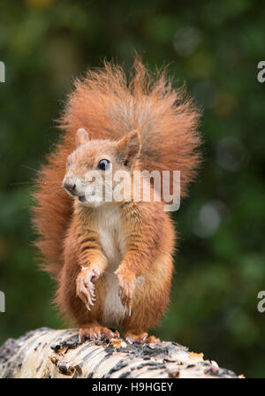Red squirrel on a silver birch Stock Photo
