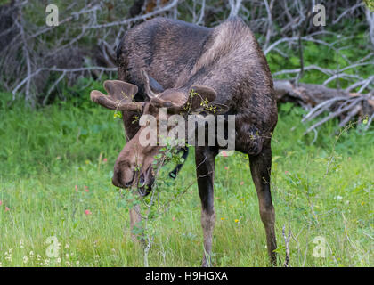 Male Moose Takes a Bite of Small Tree While Grazing in Clearing Stock Photo