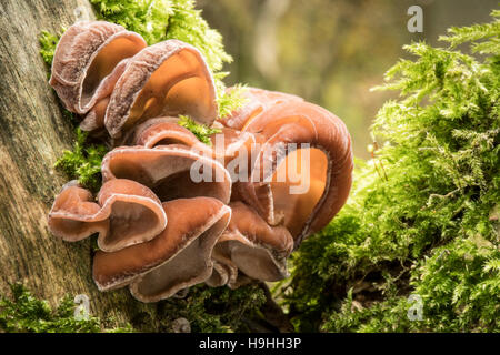 Jews Ear fungus growing on tree Stock Photo