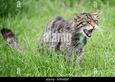 Scottish Wildcat hissing Stock Photo