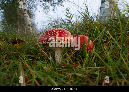 Pair of Amanita mushrooms in the forest
