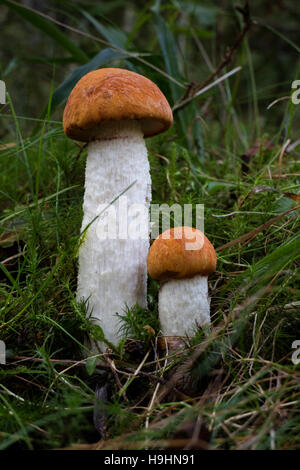 Orange birch bolete mushrooms in the forest Stock Photo