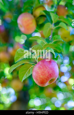 An apple hanging from a tree Stock Photo