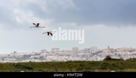 Greater Flamingo Phoenicopterus roseus flying over nature reserve at Alvor, Algarve, Portugal, Europe Stock Photo