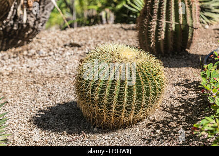 Golden barrel cactus Stock Photo