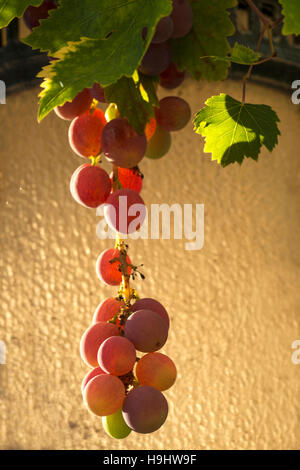 purple grapes hanging glass bottom of a lantern Stock Photo