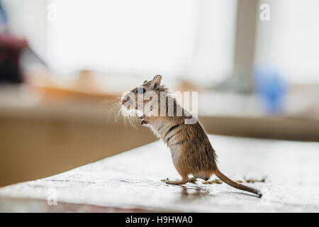 Gerbil mouse standing on the kitchen table Stock Photo