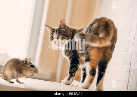 Cat playing with little gerbil mouse on the table. Natural light Stock Photo