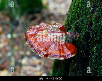 Ganoderma lucidum Reishi Polypore in closeup Stock Photo