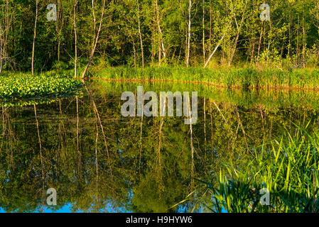 Trees reflected in the pond at Beaver Marsh in Cuyahoga Valley National Park Stock Photo