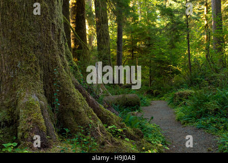 Moss-covered trunk of a large tree by path in the Quinault Rainforest, Washington Stock Photo