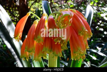 Orange Clivia nobilis - close-up of tube shaped hanging orange flowers. Indigenous to South Africa. Evergreen plant, grows well in cool shady areas.