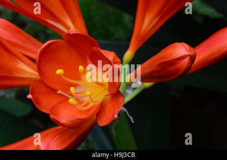 Orange Clivia miniata - close-up of trumpet shaped dark orange flower. Amaryllidaceae. Evergreen plant. Flowers vary from orange to yellow-white. .