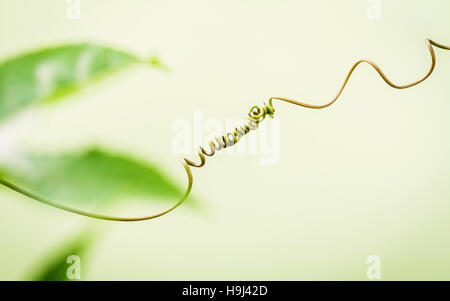 Close up of connected vine on light green background . Connected Stock Photo