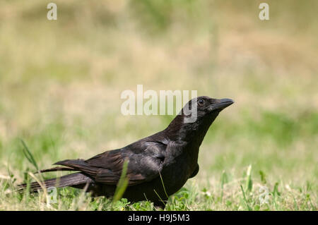 Horizontal portrait of carrion crow, Corvus corone, adult on the ground. Stock Photo