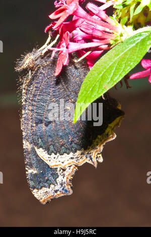 Mourning Cloak butterfly (Nymphalis antiopa). Stock Photo