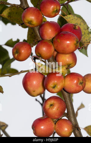 Autumn fruit of the ornamental crab apple, Malus 'Jelly King' Stock Photo