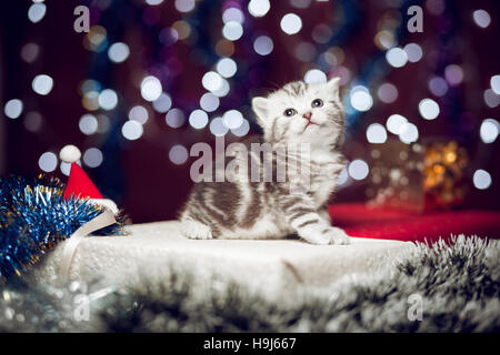 Curious kitten sitting on Christmas gift Stock Photo