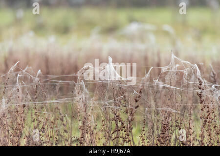 Spiders and sheets of spider webs. Rising water levels force spiders to retreat to higher plants, covering them in silk Stock Photo