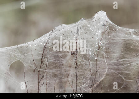 Spiders and sheets of spider webs. Rising water levels force spiders to retreat to higher plants, covering them in silk Stock Photo