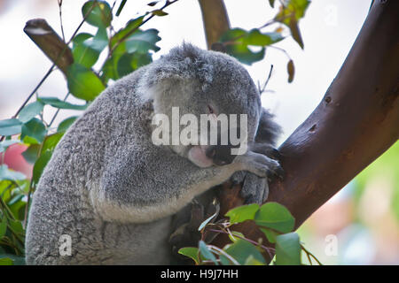 Koala rests in an outdoor exhibit at the San Diego Zoo, CA.  The Koala (Phascolarctos cinereus) is a thickset arboreal marsupial herbivore native to A Stock Photo