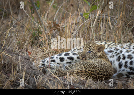 Adorbale  leopard (Panthera pardus) cub Stock Photo